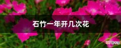【花】石竹一年开几次花
