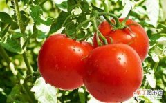 【防治】西红柿青枯病怎么？西红柿青枯病的防治措施有哪些？