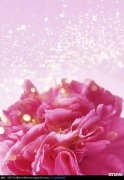 【月季花】粉色月季花背景图片有哪些？