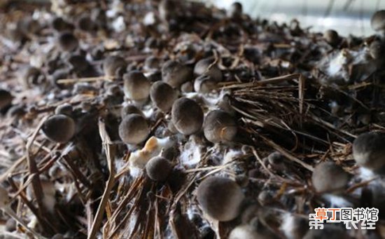 【室内】草菇怎么种植才好？草菇的室内种植技术有哪些？