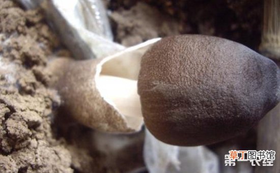 【室内】草菇怎么种植才好？草菇的室内种植技术有哪些？
