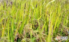 【种植】水稻种植该如何整地？水稻稻田的整地要点有哪些？