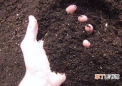 【制作】马齿苋盆栽土如何制作有哪些方法？
