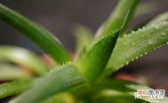 【卧室】7种适合养在卧室里的盆栽植物介绍有哪些？