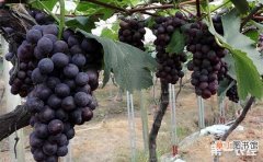 【树】夏黑葡萄幼龄树及成龄树的管理要点有哪些？