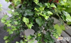 【效果】7种具有净化空气效果的盆栽植物介绍有哪些？