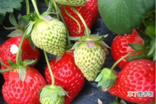 【草莓】一颗草莓放几粒复合肥