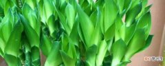【富贵竹】水培富贵竹的养殖方法和注意事项