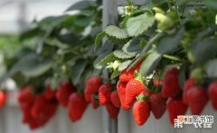 【播种】草莓的播种育苗方法和种植管理要点有哪些？