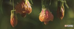 【花】金铃花应该怎么养：养殖环境，注意事项