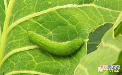 【虫害】莴笋常见虫害的为害特点和防治方法有哪些？