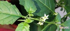 【龙葵】少花龙葵的养殖方法：基本介绍，养护方法