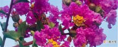 【多】紫薇树多少钱一棵，紫薇图片：紫薇树多少钱一棵，紫薇树的生长习性