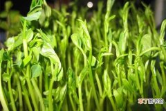 【水培】豌豆苗的水培方法：水培豌豆苗条件，水培豌豆苗步骤