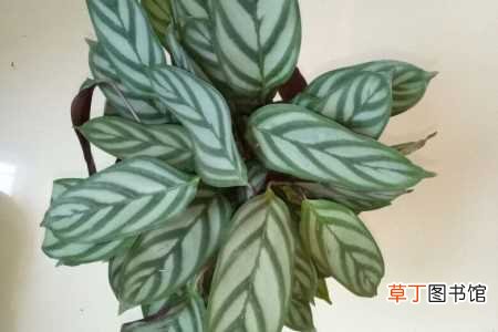 【种植】新飞羽竹芋竹芋种植方法：分株法，扦插法