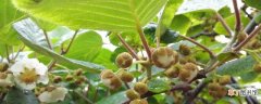 【桃】猕猴桃的养殖方法：养护方法，养殖技巧