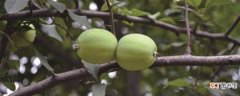 【海棠】木瓜海棠的养殖方法和注意事项：方法，注意事项