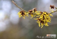 【花期】金缕梅的花期早且长，一般为每年的十二月份到第二年的三月份