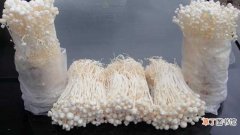 【种植】金针菇种植方法：配置培养料，精细的进行播种