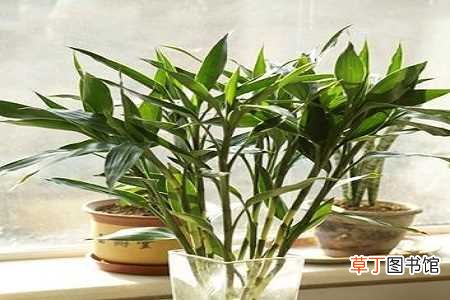 【水培】水竹怎么养才长得好：水培植株，土培植株