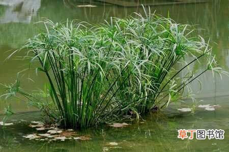 【水培】水竹怎么养才长得好：水培植株，土培植株