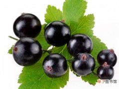 【葡萄】黑加仑不是葡萄，而且跟葡萄没有任何关系