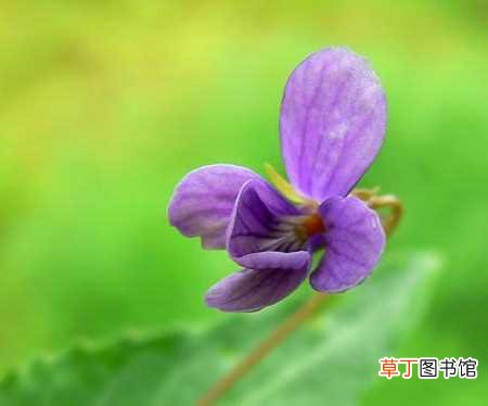 【花】紫花地丁的养殖方法及注意事项：养殖的方法，养殖的注意