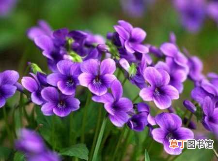 【花】紫花地丁的养殖方法及注意事项：养殖的方法，养殖的注意