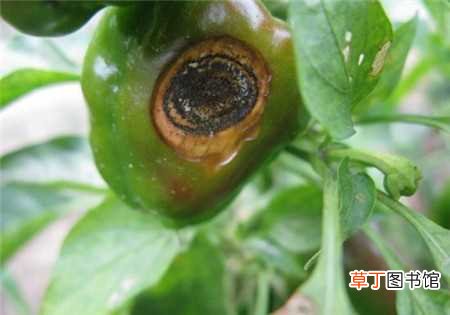 【防治】甜椒的病害防治：黑斑病，黑霉病
