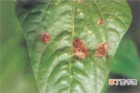 【防治】甜椒的病害防治：黑斑病，黑霉病