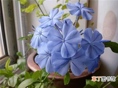 【花】蓝雪花扦插繁殖方式：扦插时间，插穗选择
