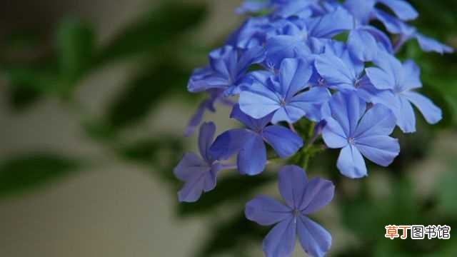 【花】蓝雪花扦插繁殖方式：扦插时间，插穗选择