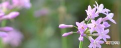 【种植方法】紫娇花的种植方法