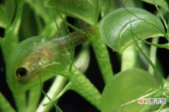 【植物】水生食虫植物-貉藻的介绍