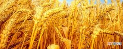 【多】种小麦一亩地成本是多少