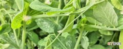 【种植】荷兰豆的种植与管理技术要点：种植时间，选地整地