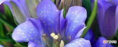 【养殖】龙胆花的养殖方法和注意事项，什么时候开花：龙胆花的养殖方法和注