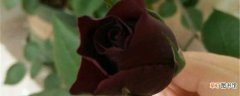 【养殖】路易十四玫瑰的养殖方法和注意事项：养殖方法，注意事项