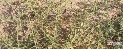 【养殖方法】骆驼刺的养殖方法和注意事项：土壤，水分