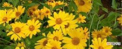 【养殖方法】日光菊的养殖方法和注意事项：光照，土壤