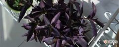 【养殖方法】紫鸭趾草的养殖方法和注意事项：肥料，光照