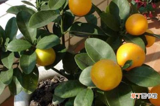 【树】橘子树怎么养殖方法及注意事项
