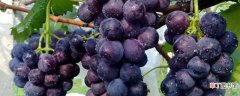 【葡萄】北方葡萄什么时候种植最好，秋天可以栽葡萄吗：种植时间，种植方法