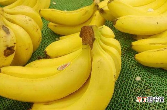 【植物】香蕉是木本植物吗