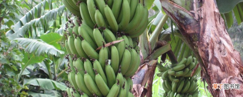 【植物】香蕉是木本植物吗