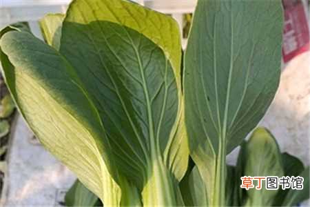 【适合】上海青适合几月种植，上海青种植方法：上海青适合几月种植，上海青种植方法
