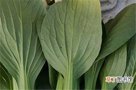 【适合】上海青适合几月种植，上海青种植方法：上海青适合几月种植，上海青种植方法