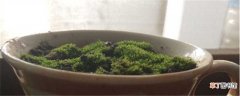 【繁殖】苔藓怎么繁殖，怎么在家里自制苔藓：苔藓怎么繁殖，怎么在家里自制苔藓