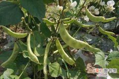 【种植】扁豆的种植技术