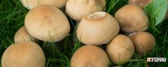 【种子】蘑菇种子与种植方法